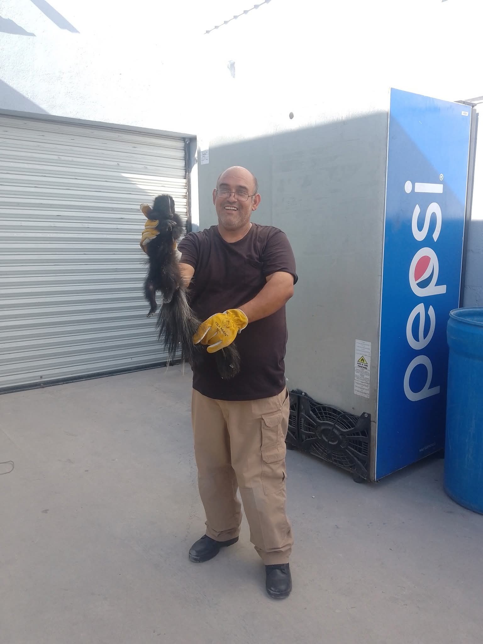Armando López de bomberos y rescatistas de Múzquiz publicó en sus redes la captura y reubicación de un ZORRILLO.