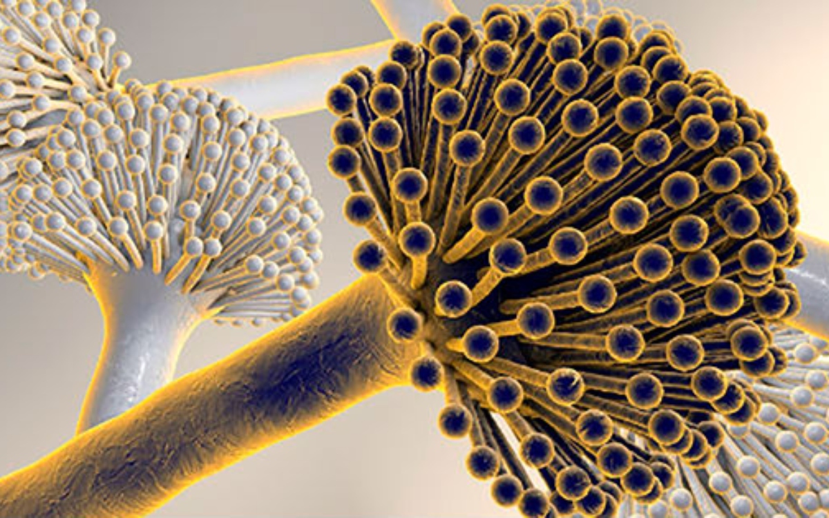 El cáncer repuntará como causa de muerte en las siguientes décadas: Estudio