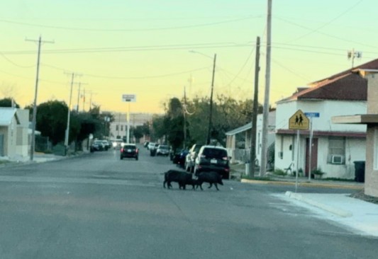 Una manada de cerdos salvajes fue vista en la Plaza San Juan de Eagle Pass; causaron varios daños