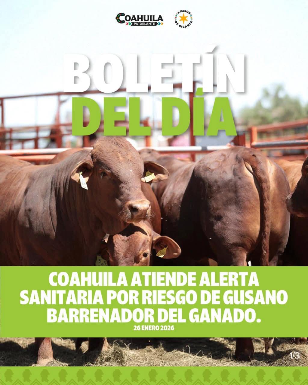 Coahuila atiende alerta sanitaria por riesgo de gusano barrenador del ganado
