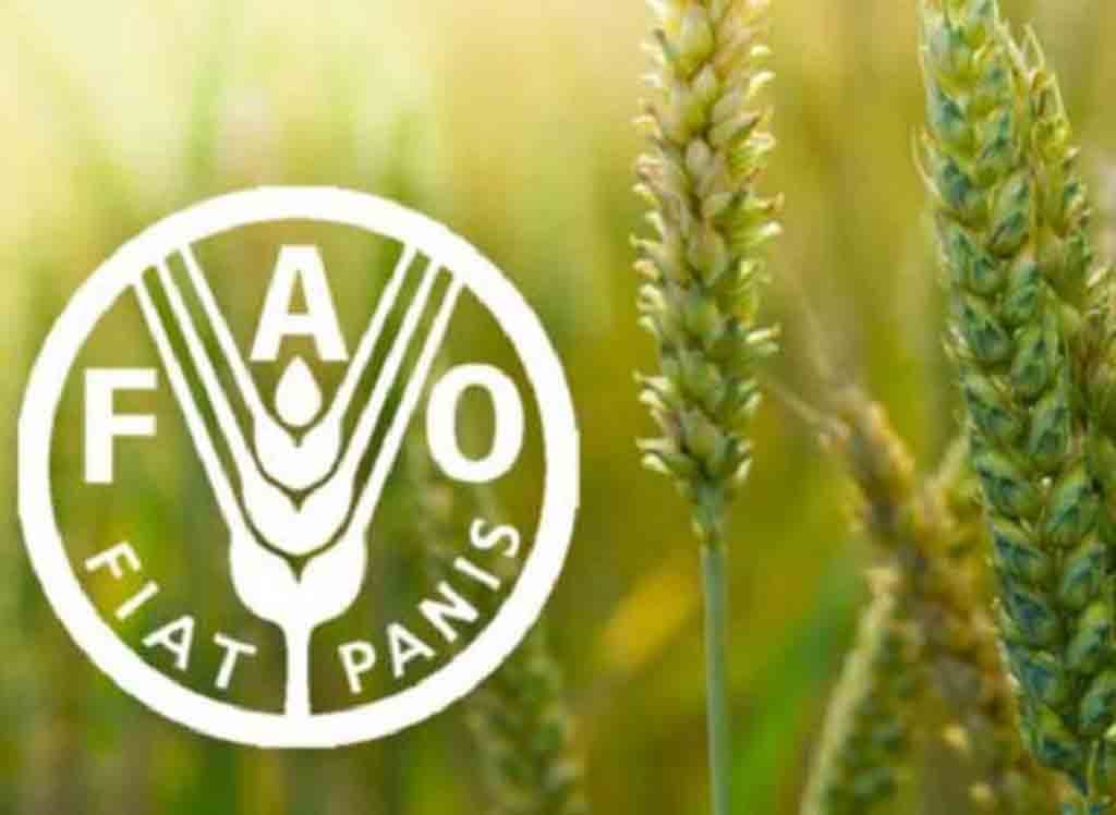 FAO reporta descenso en los precios mundiales de los alimentos en enero de 2026