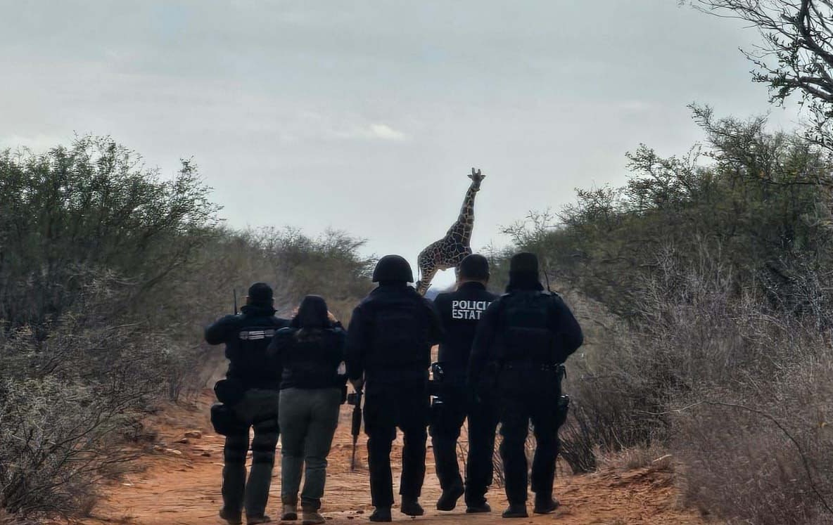 Captura de jirafas en Coahuila desata polémica; autoridades confirman traslado a rancho autorizado