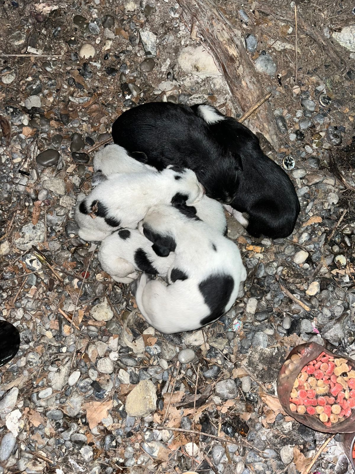 Perritos abandonados en el río de Múzquiz: piden ayuda urgente para rescatar a 7 cachorros cerca del puente Don Chon