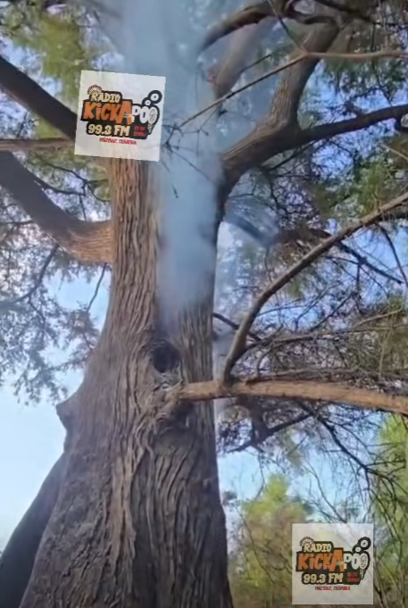 Muere Sabino de más de 300 años tras incendio forestal presuntamente provocado