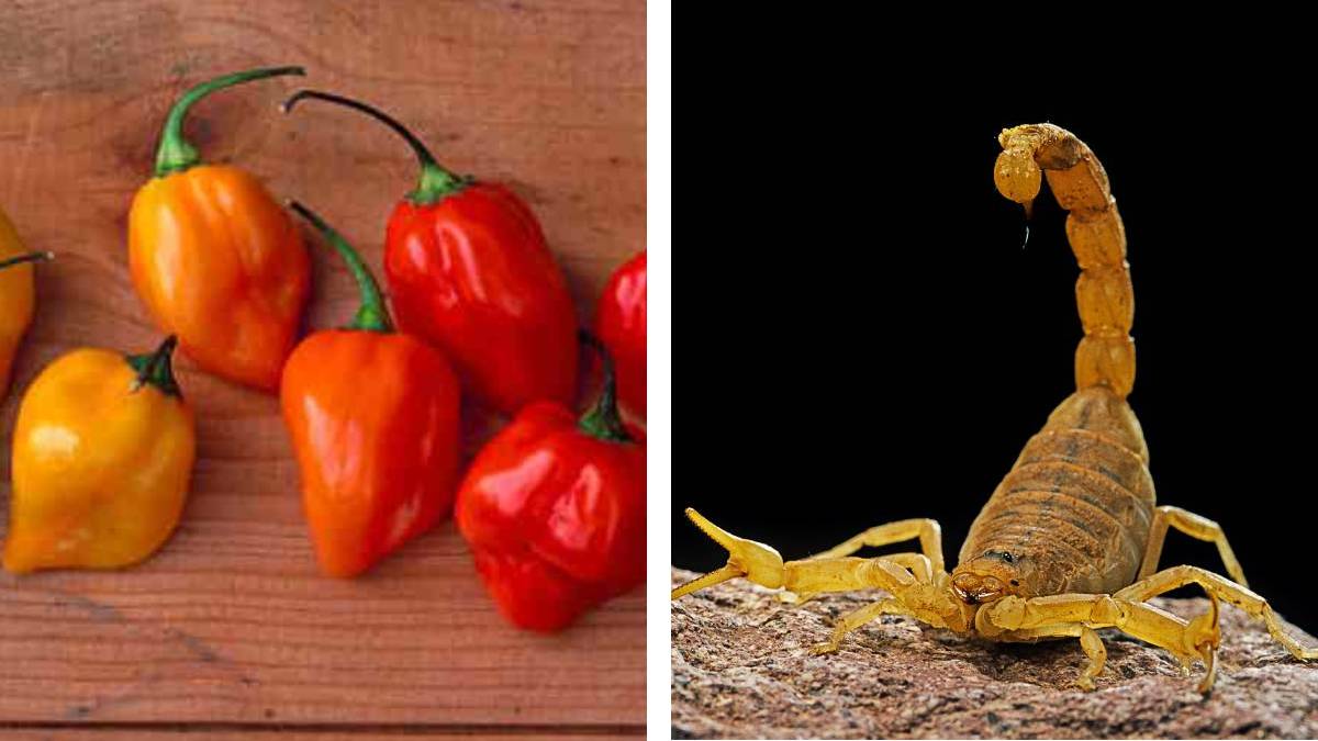 Investigadores de la UNAM desarrollan nuevos antibióticos a partir de veneno de alacrán y chile habanero