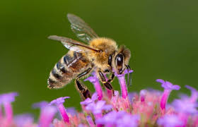 🐝 Invitan a familias a participar en la “Feria de la Abeja” en el CCLEMS 🌼