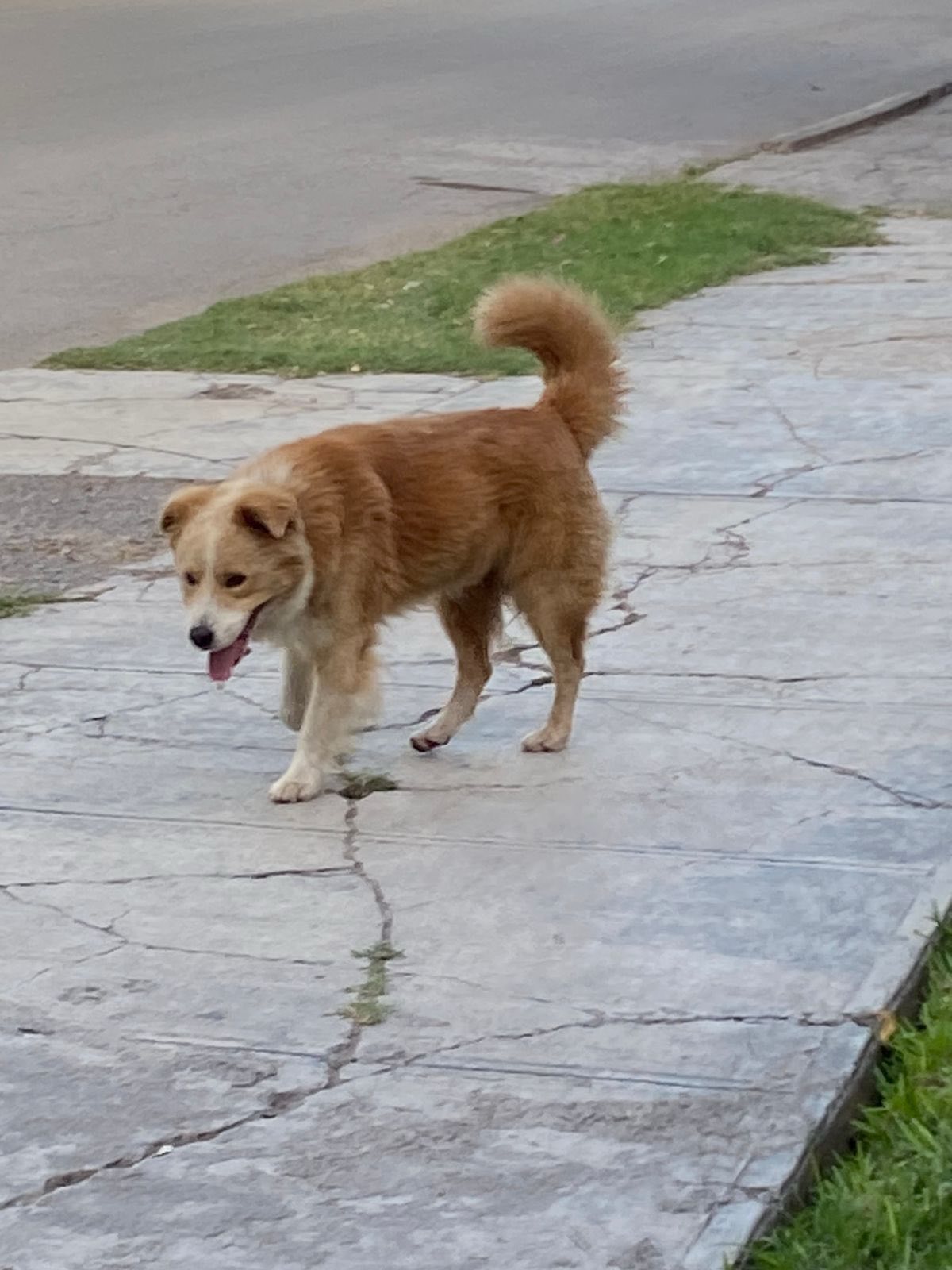 Perro extrabiado en Muzquiz, ayudalo a regresar a casa