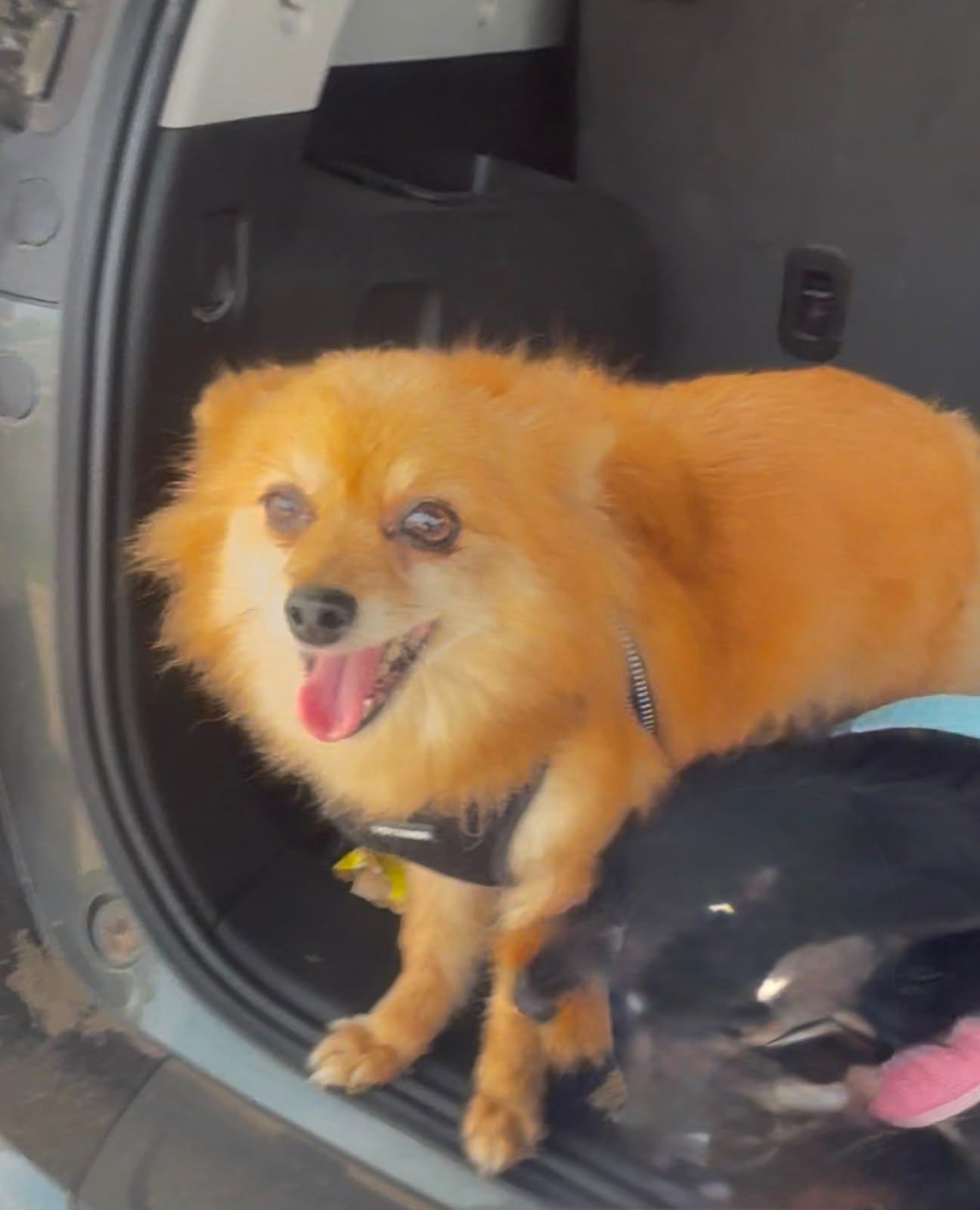 Piden apoyo para localizar a perrita extraviada en la colonia Magisterio de Múzquiz