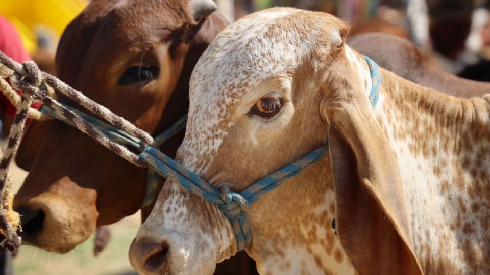 México y Estados Unidos refuerzan combate al gusano barrenador